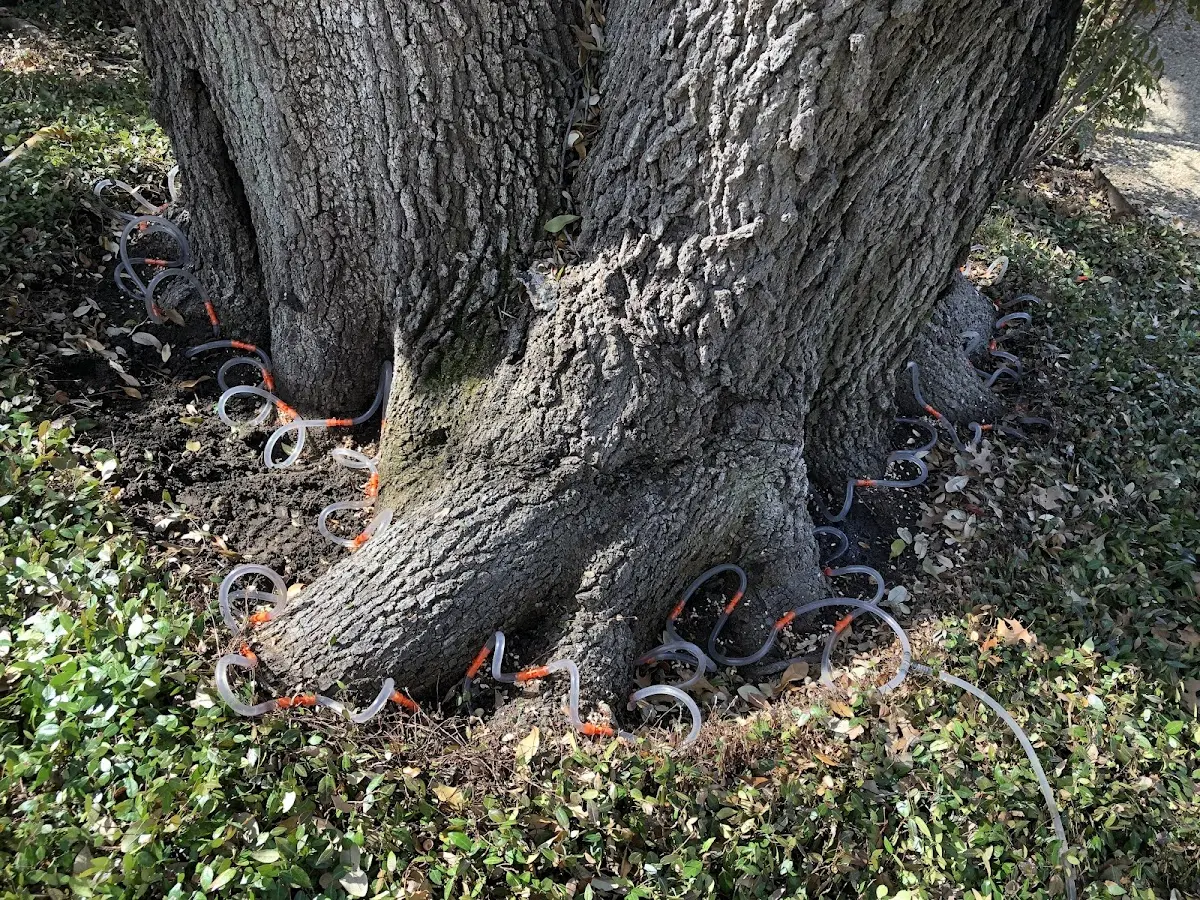 Detailed Tree Cabling and Bracing job site in Blissfield